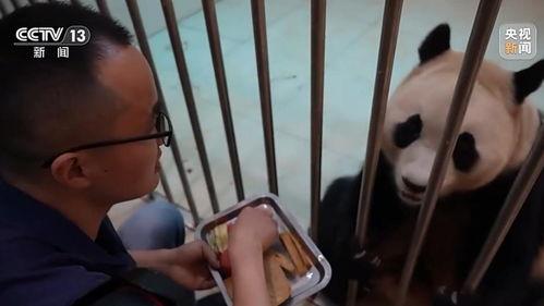 小福宝被抛弃，领导抢着当她爸,领导争相成为她的守护者