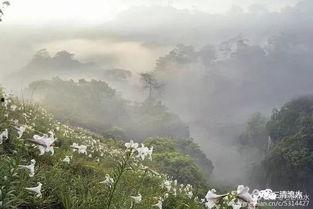 百合山谷,隐秘花海中的自然秘境之旅