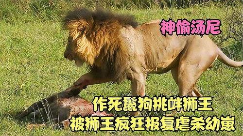 疯狂的狮王,非洲草原上的传奇霸主