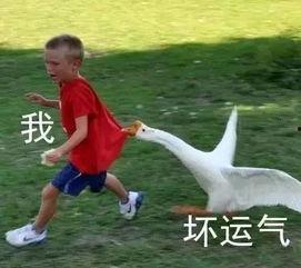 八岁清北卖鹅腿，校长叫我小孩哥,校长亲切称其为‘小孩哥！”